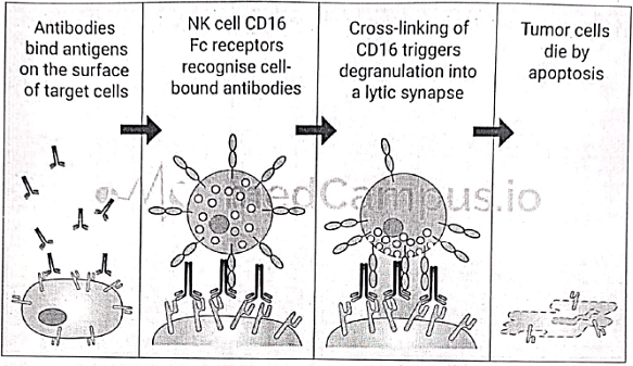 Immunology | Medical Science Optional Notes for UPSC