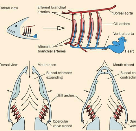 Pisces: Respiration | Zoology Optional Notes for UPSC