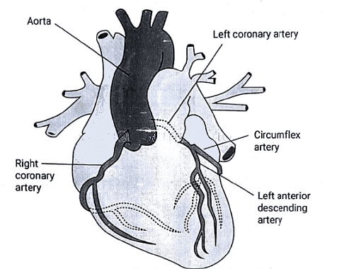 Embryology - 1 | Medical Science Optional Notes for UPSC