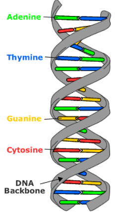 Mutations: The molecular basis of mutations | Botany Optional for UPSC
