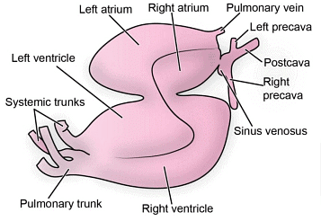 Circulatory System | Zoology Optional Notes for UPSC