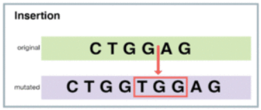 Mutations: The molecular basis of mutations | Botany Optional for UPSC