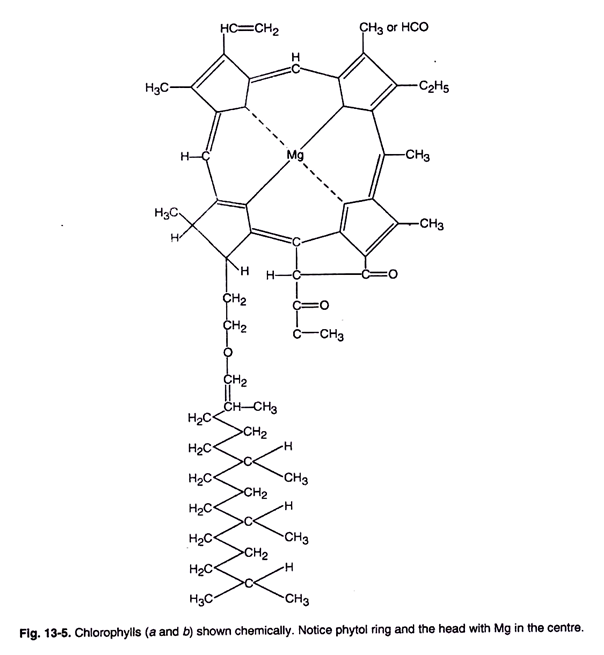 Pigments as photoreceptors | Botany Optional for UPSC