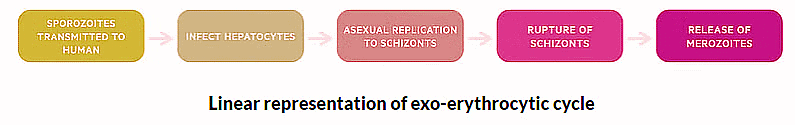 Malaria | Zoology Optional Notes for UPSC