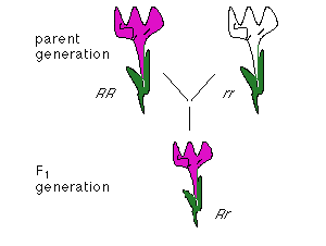 Mendel`s Laws of Inheritance | Agriculture Optional for UPSC