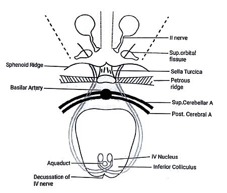 Descending Pathways: Neuroanatomy | Medical Science Optional Notes for UPSC