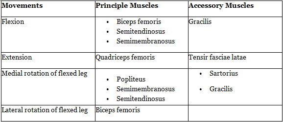 Knee Joint | Medical Science Optional Notes for UPSC
