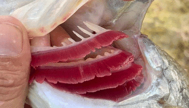 Pisces: Respiration | Zoology Optional Notes for UPSC