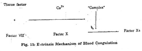 Mechanism of Coagulation | Animal Husbandry & Veterinary Science Optional for UPSC