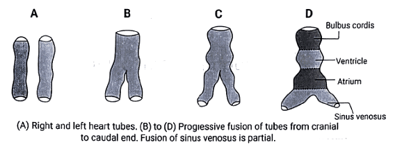 Embryology - 1 | Medical Science Optional Notes for UPSC