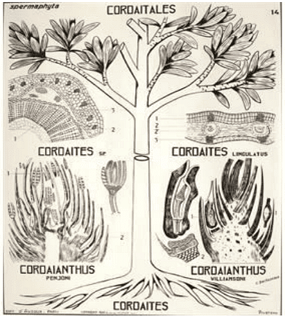 Type of Fossils and their Study Techniques | Botany Optional for UPSC