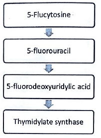 Anti-Fungal Drugs | Medical Science Optional Notes for UPSC