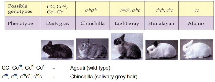 Skin colour in rabbit