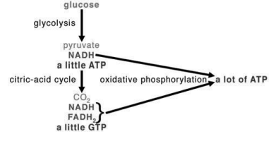 Concept of Bioenergetics | Zoology Optional Notes for UPSC