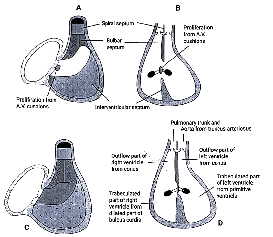 Embryology - 1 | Medical Science Optional Notes for UPSC