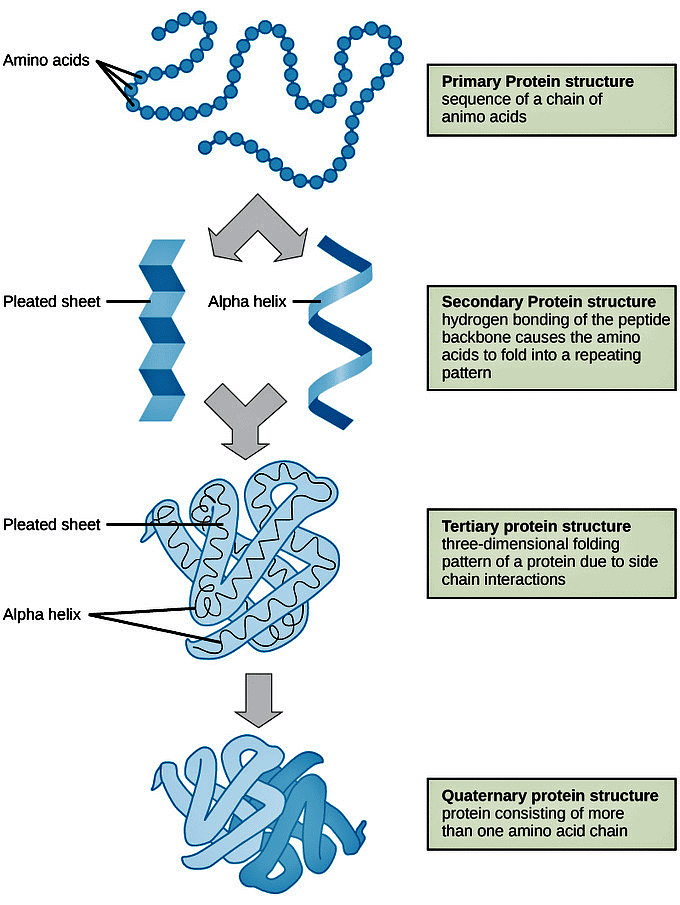 Protiens and Amino Acid | Zoology Optional Notes for UPSC