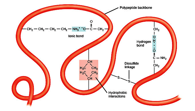 Protiens and Amino Acid | Zoology Optional Notes for UPSC