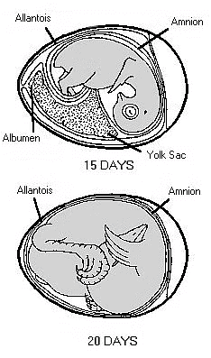Stages in Chick Embryo Development | Zoology Optional Notes for UPSC