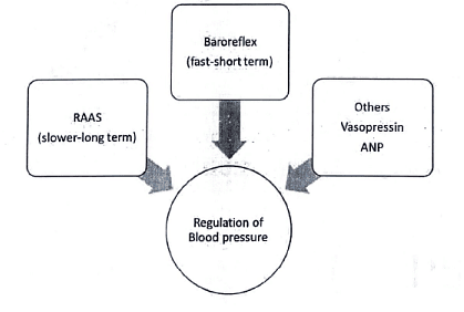Blood Pressure-Definitions | Medical Science Optional Notes for UPSC