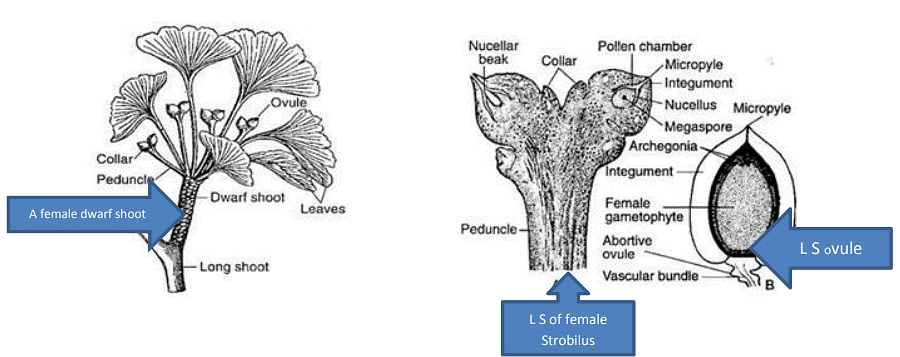 Type of Fossils and their Study Techniques | Botany Optional for UPSC