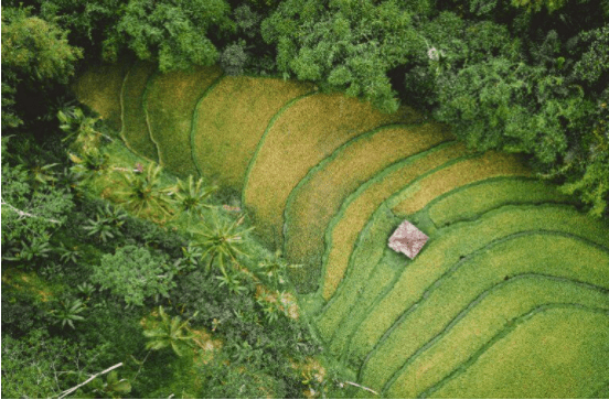 Social Forestry & Agroforestry | Geography Optional for UPSC