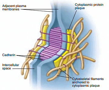 Cell-Cell Interactions | Zoology Optional Notes for UPSC