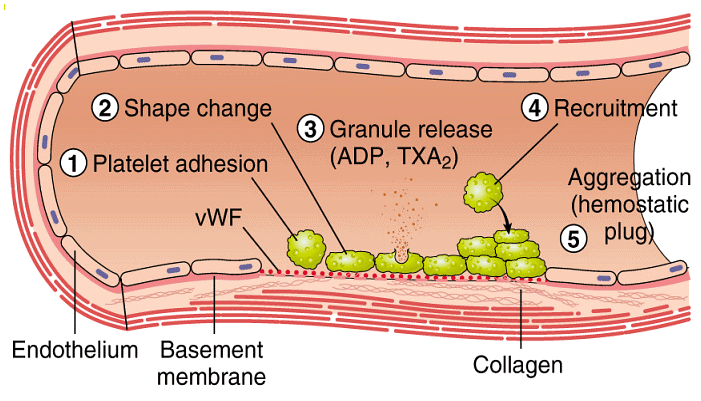 Blood Coagulation Basics | Zoology Optional Notes for UPSC