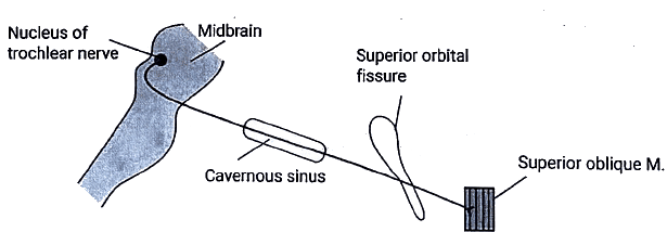 Descending Pathways: Neuroanatomy | Medical Science Optional Notes for UPSC