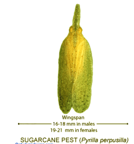 Pest of Sugarcane (Pyrilla perpusilla) | Zoology Optional Notes for UPSC