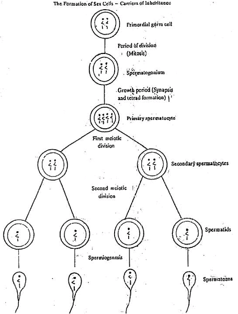 Fig: Schematic Diagram of Spermatogenesis in Farm Animals