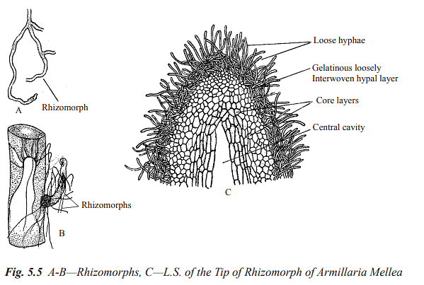 Structure and Reproduction Fungi & Lichens | Botany Optional for UPSC