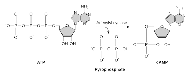 Cyclic AMP transformation diagram