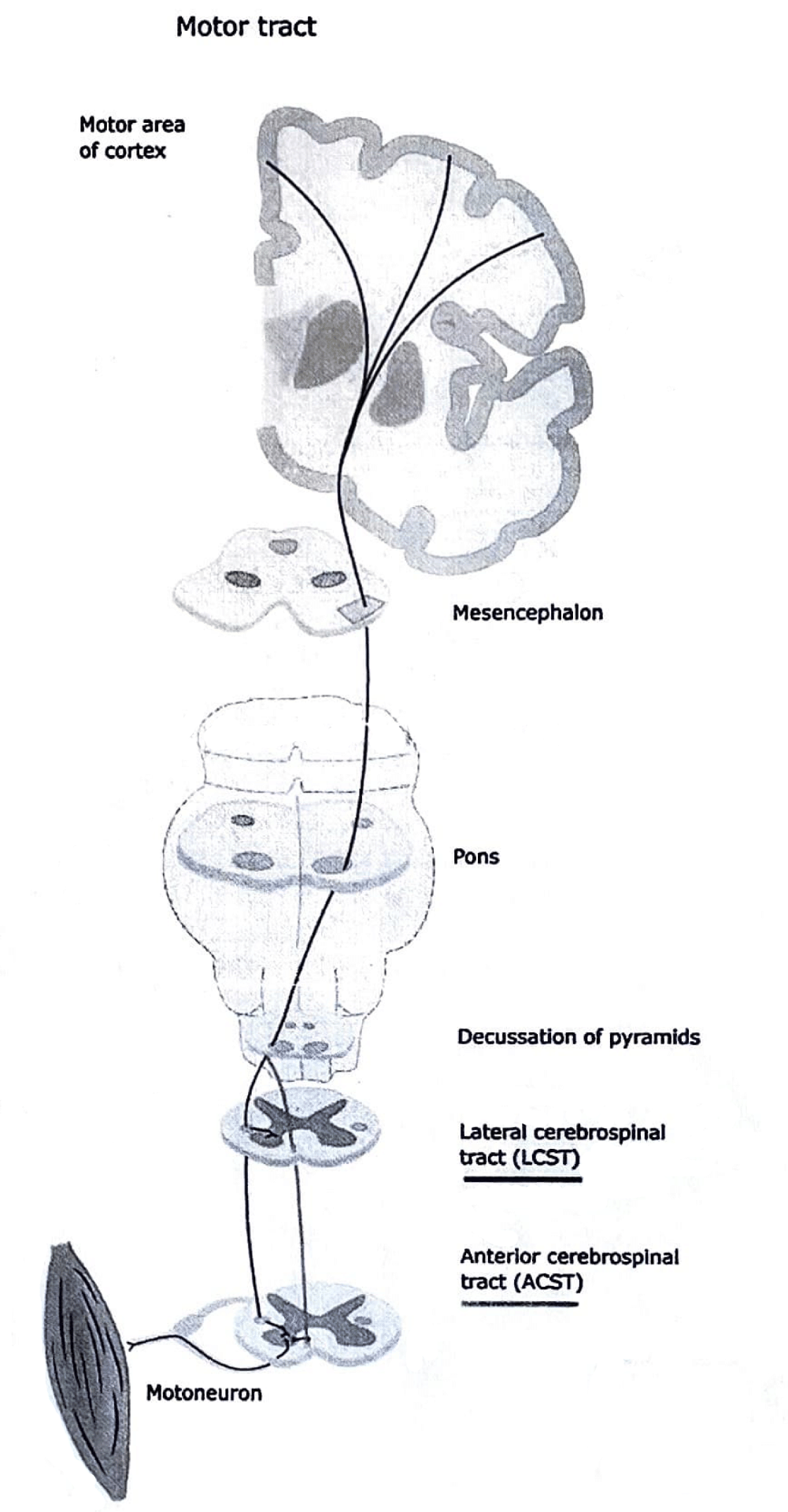 Descending Pathways: Neuroanatomy | Medical Science Optional Notes for UPSC
