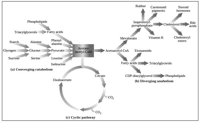 Concept of Bioenergetics | Zoology Optional Notes for UPSC