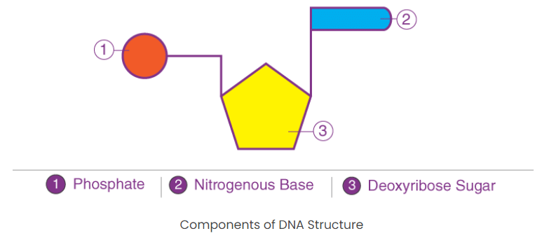 Synthesis and Structure of Genetic Material | Agriculture Optional for UPSC