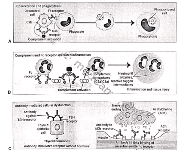 Immunology | Medical Science Optional Notes for UPSC