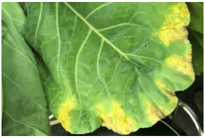Important Crop Diseases Caused by Mycoplasma, Nematodes | Botany Optional for UPSC