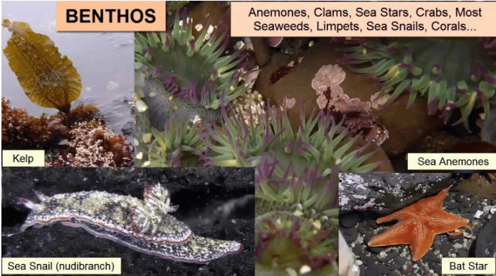 Benthos