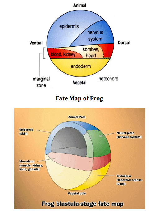 Fate Map | Zoology Optional Notes for UPSC
