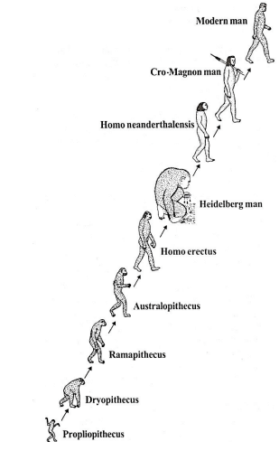 Evolution of man as seen in the fossil record