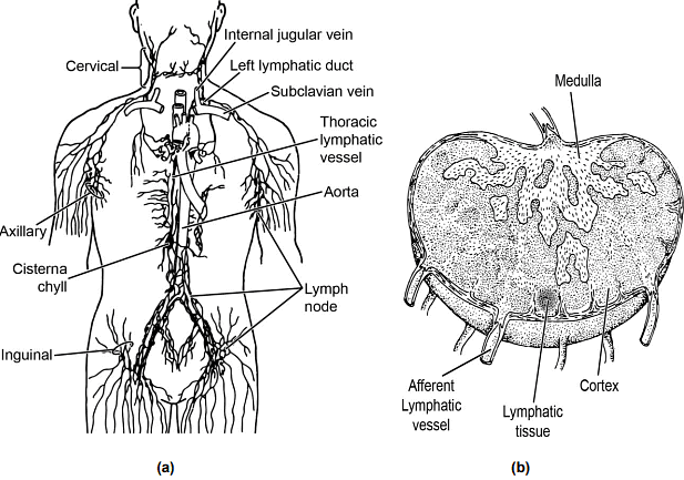 Circulatory System | Zoology Optional Notes for UPSC