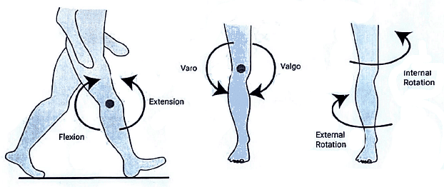 Knee Joint | Medical Science Optional Notes for UPSC
