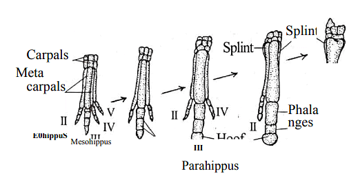 Changes in the fore limb of horse.