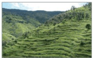 Terrance Farming