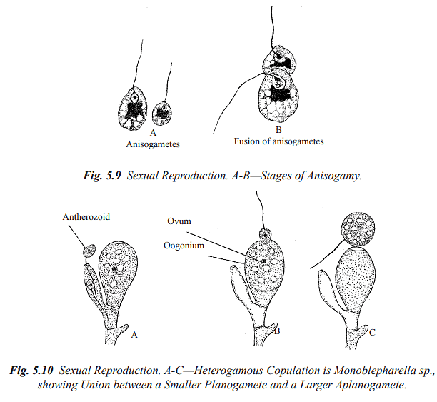 Structure and Reproduction Fungi & Lichens | Botany Optional for UPSC