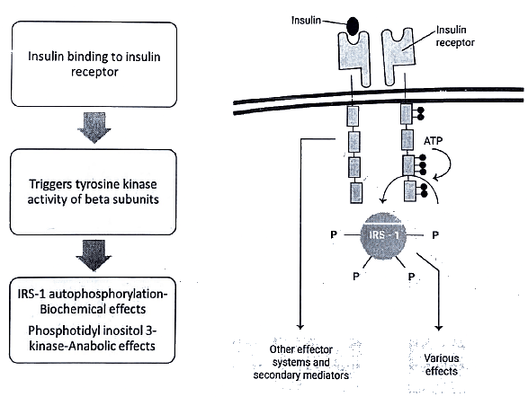 Hormones | Medical Science Optional Notes for UPSC