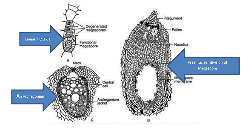 Type of Fossils and their Study Techniques | Botany Optional for UPSC