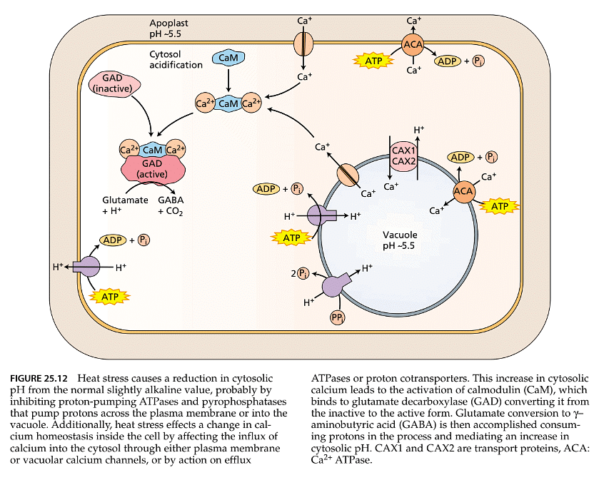 Stress Physiology | Botany Optional for UPSC
