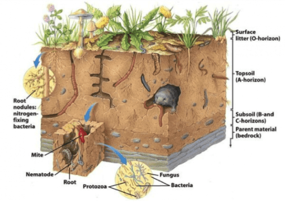 Genesis of Soils | Geography Optional for UPSC