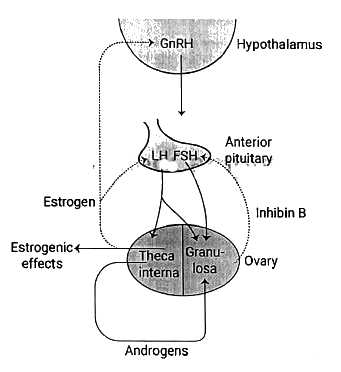 Lactation | Medical Science Optional Notes for UPSC